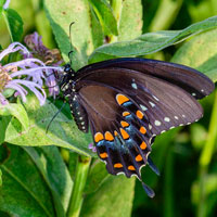 Black Swallowtail butterfly on a native beebalm flower